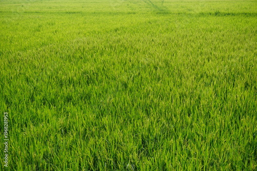 Fényképezés Lush Green Rice Field with Dense Vegetation
