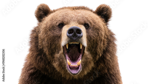 Bilde på lerret Fierce brown grizzly bear roaring with open mouth displaying sharp teeth and pow
