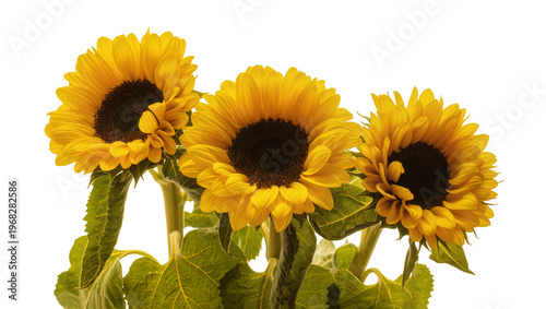 Vibrant yellow sunflowers with dark brown centers and lush green leaves, isolated on transparent background for floral design elements and summer themes