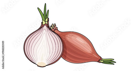 Vibrant illustration of a halved red onion and a whole shallot, showcasing their layered textures and green sprouts against a stark white backdrop,