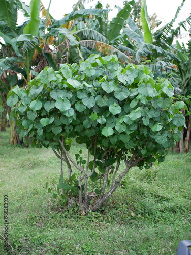 a tree with green leaves against a banana tree background