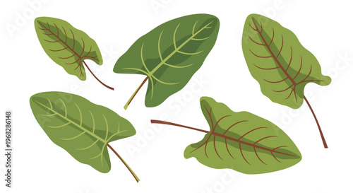Vector illustration of stylized green sorrel leaves with prominent red veins set against a clean white background, evoking nature and botanical