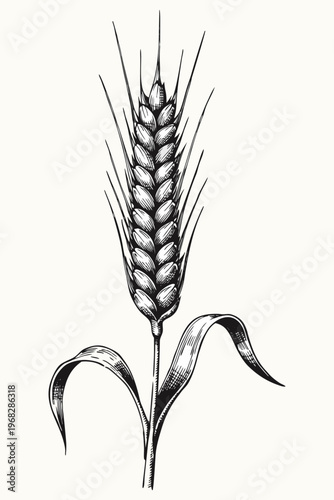 A closeup of natural green wheat ears and cereal grain seeds isolated on white, representing a fresh summer agriculture crop from a spring meadow farm field.