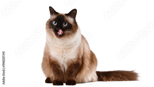 Fotografie Fluffy Siamese cat with striking blue eyes playfully sticking out its pink tongu