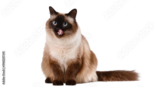 Fototapeta na wymiar Fluffy Siamese cat with striking blue eyes playfully sticking out its pink tongue, isolated on transparent background for pet adoption posters