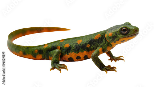 Vibrant red-spotted newt with dark green body and orange tail gracefully curving, isolated on transparent background for wildlife education