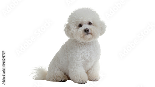 Foto Fluffy adorable Bichon Frise dog sitting attentively with soft curly fur, isolat