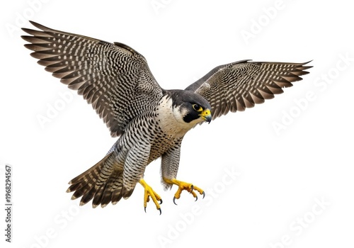 Peregrine falcon flying with wings spread wide isolated on white background