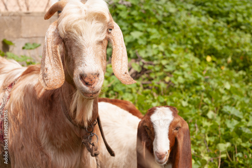 Portrait of a mother goat and her kid