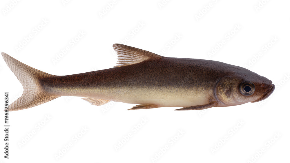 Obraz premium Sleek silver-brown freshwater fish with dark eyes and a forked tail fin, gracefully swimming isolated on transparent background for aquatic designs