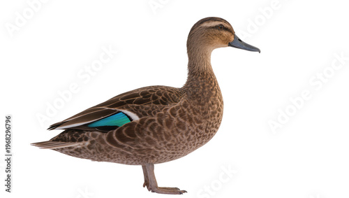 Foto Detailed brown female mallard duck with iridescent teal wing feathers, gracefull