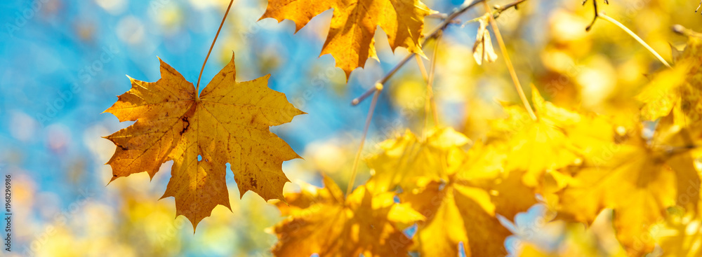 Fototapeta premium Maple branch with yellow but against a blue sky background. Nature background