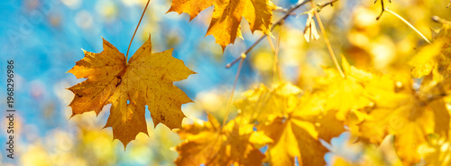 Maple branch with yellow but against a blue sky background. Nature background
