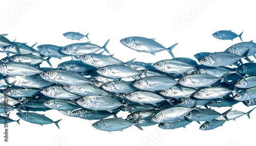 A large school of silvery fish swims in formation against a pure white background, showcasing movement and collective behavior
