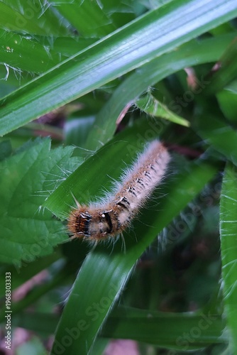 фотографія Chenille Bombyx du Chêne, Oak Eggar (Lasiocampa quercus) rampant dans la végétation du sous-bois