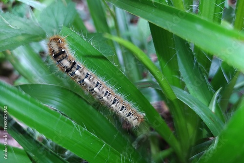 Quadro em tela Chenille Bombyx du Chêne, Oak Eggar (Lasiocampa quercus) rampant dans la végétation du sous-bois