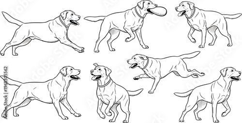 Active Labrador Dog Sketch Collection in Black and White for Animal, Playful, and Pet Illustration Design