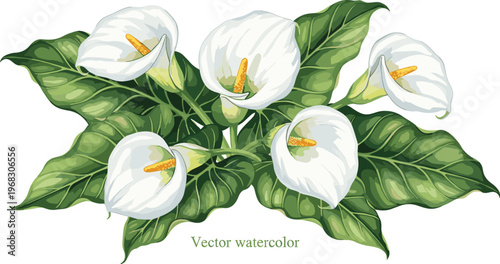 Quadro su tela Beautiful vector watercolor illustration of white calla lily flowers with green leaves isolated on white background for wedding invitation and floral design decoration