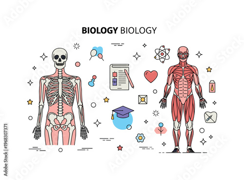 Biology anatomy study concept where skeletal and muscular systems are illustrated while small sparkle and star icons emphasize human biology, health, and