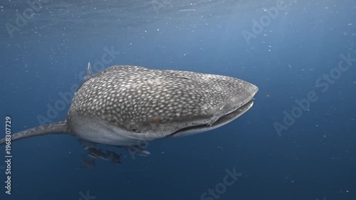 Whale Shark Feeding Near Ocean Surface in Blue Water