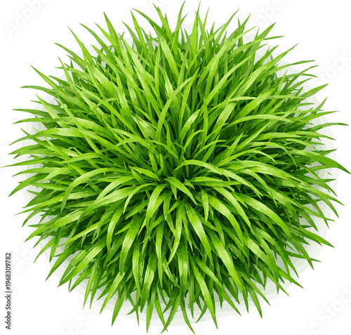 Create a realistic Top view of Fresh Spring Green Grass - natural background - 3d vector art with white background..