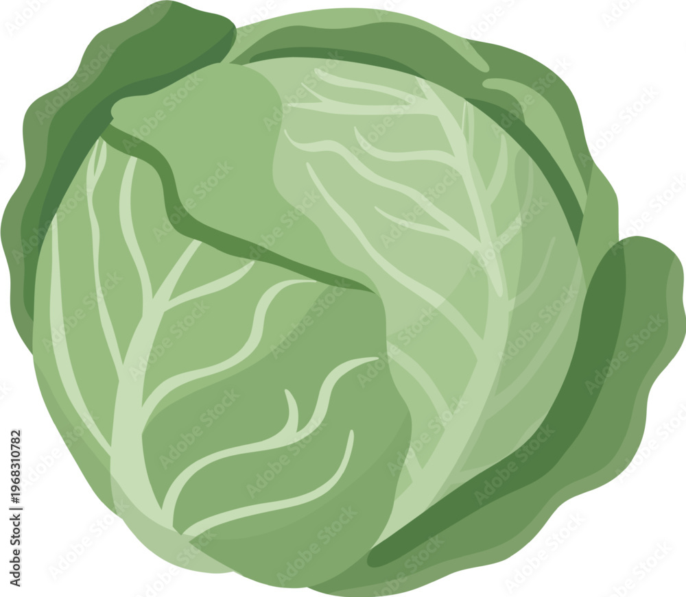 Obraz premium Fresh Cabbage Vector Set – Green Vegetable Collection Flat Illustration