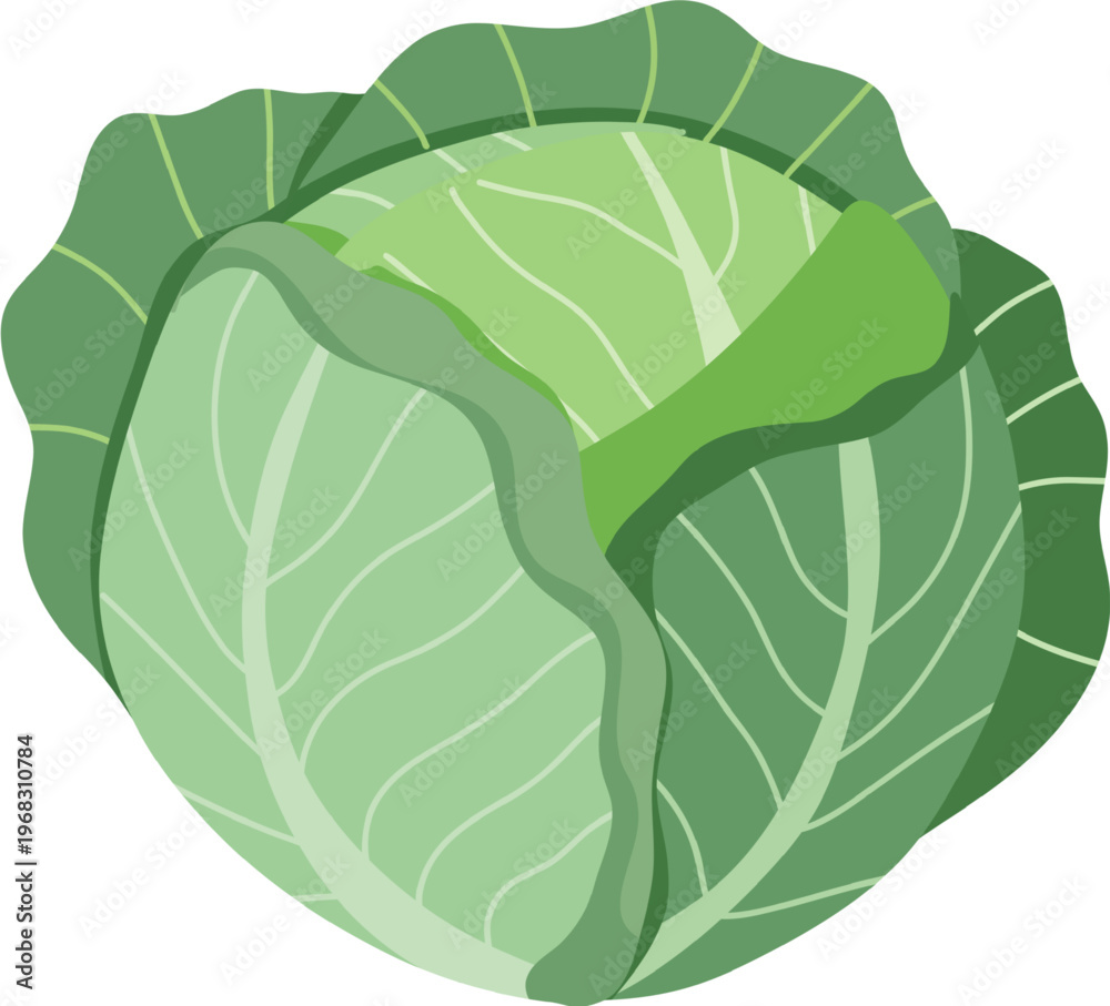 Obraz premium Fresh Cabbage Vector Set – Green Vegetable Collection Flat Illustration
