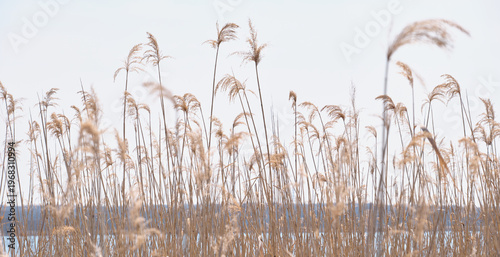 Canvastavla 空を背景にしたウトナイ湖畔のヨシの群生 Reed colony against the sky on the shores of Lake Utonai