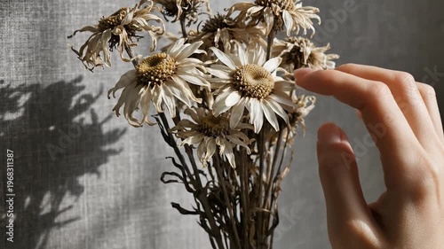 A gentle hand touches dried flowers, casting soft shadows against a textured background, evoking a sense of delicate fragility and the passage of time