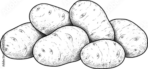 Hand Drawn of a Pile of Fresh Potatoes with Visible Eyes White Background food vegetable
