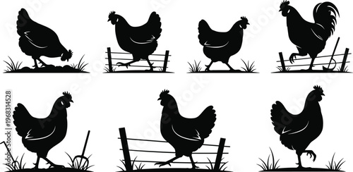 Collection of chicken and rooster silhouettes on a farm with fences and grass in black and white vector style for organic poultry agriculture and butchery logo design.