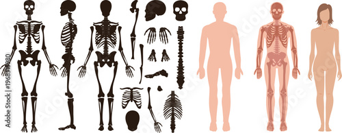 Human skeleton anatomy vector set with male and female body silhouettes, bones structure, skull, and spine for medical education.