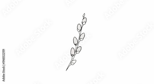 Delicate illustration of a pussy willow branch with soft, fuzzy buds