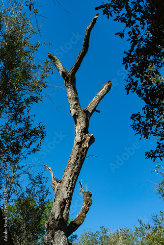 A dead tree on a Florida blue sky