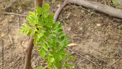 Young Moringa Leaves New Growth 4k video