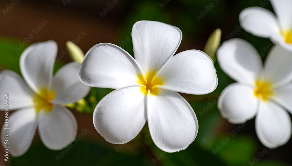 Fototapeta premium Close-up shot of white flowers with yellow centers against a blurred background of green foliage. Bright sunlight enhances the petals
