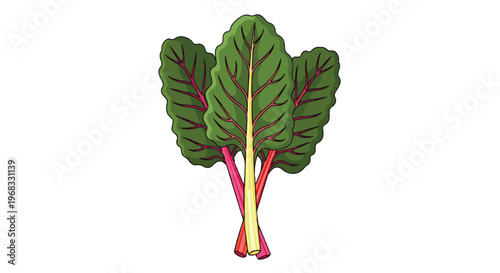 Vibrant Swiss Chard Leaves with Colorful Stems Isolated on a White Background