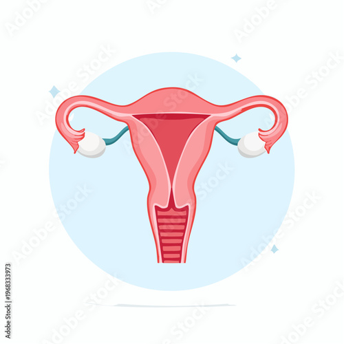 Illustration of a female reproductive system on a light blue background