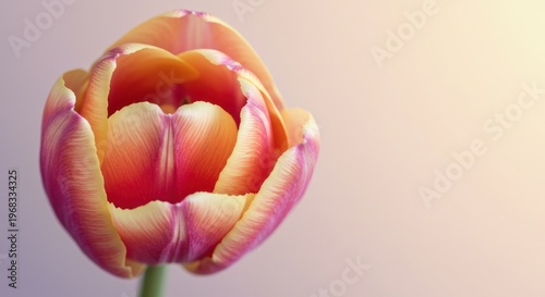 Close up of a tulip flower in bloom with orange and pink petals