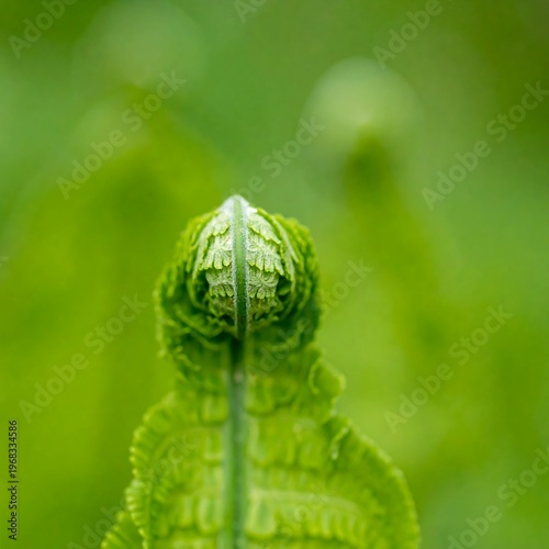 Close-up shot of a vibrant green fern unfurling in spring. The focus is sharp on the curled tip with a blurred background