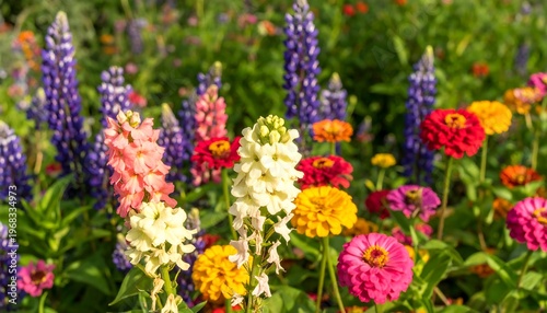 Close-up shot of a vibrant garden in bloom. Various colorful flowers in a mix of shapes and shades fill the frame