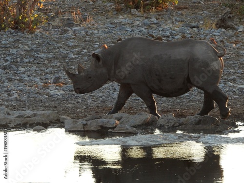 фотографія Rhino at the waterhole at dusk