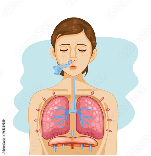 Deep Inhalation Human Lung Anatomy Illustration