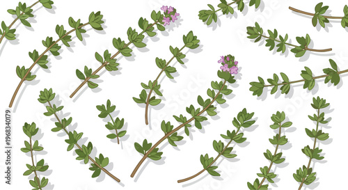 A delightful pattern of fresh thyme sprigs with tiny lavender blossoms on a clean white background creating a visually appealing and natural design