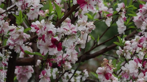 春の公園の満開の桜の風景