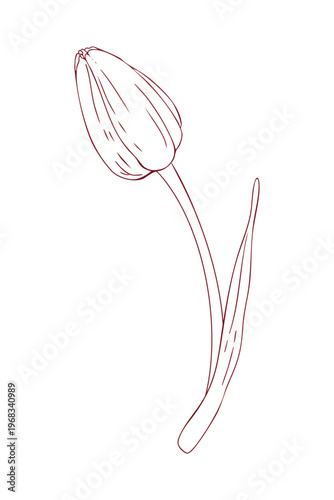 Closed tulip bud, hand-drawn line drawing, scribbles, linear art, vector