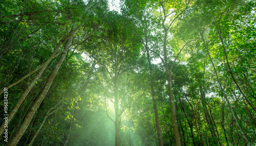 Obraz na płótnie Green tropical tree forest canopy with sunlight