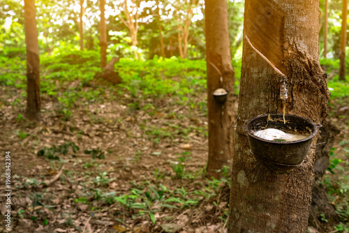 Canvas Print Rubber tree plantation