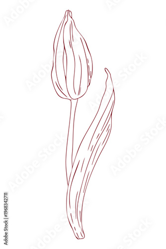 Delicate, closed tulip bud, hand-drawn line drawing, scribbles, linear art, vector
