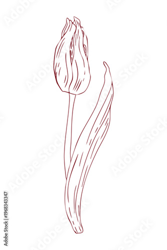 Delicate tulip bud, hand-drawn line drawing, scribbles, linear art, vector